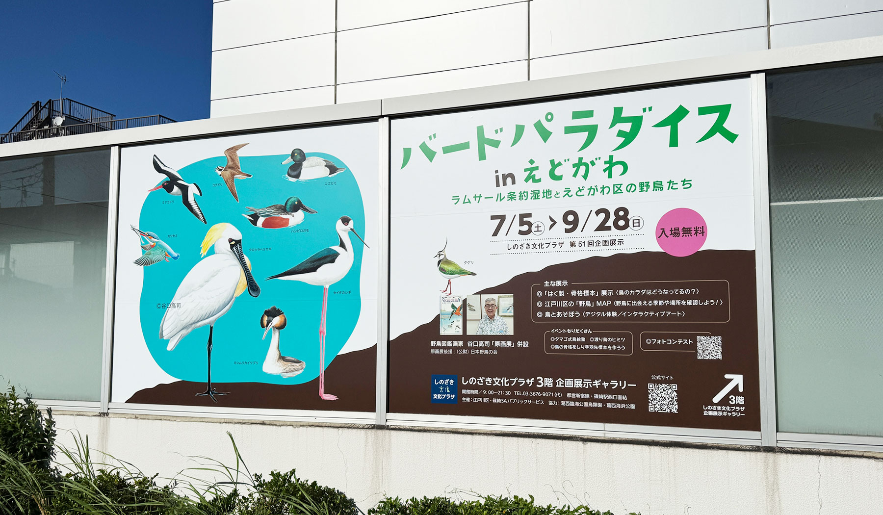 写真: 光のバードパラダイスinクッション